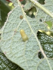 Celticecis aciculata