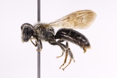 Andrena atlantica