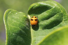 Hippodamia glacialis