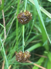 Juncus bolanderi