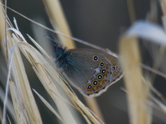 Coenonympha amaryllis