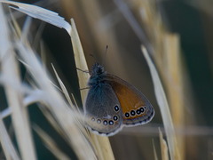 Coenonympha amaryllis