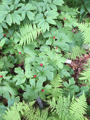 Hydrastis canadensis