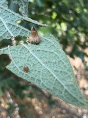 Celticecis spiniformis