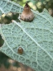 Celticecis spiniformis