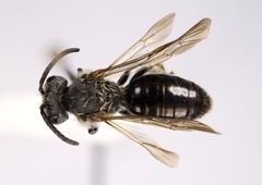 Andrena atlantica
