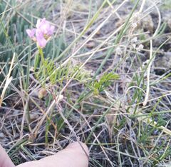 Astragalus versicolor