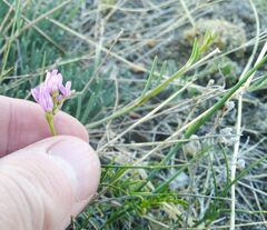 Astragalus versicolor