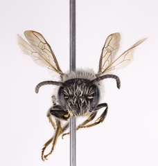 Andrena atlantica