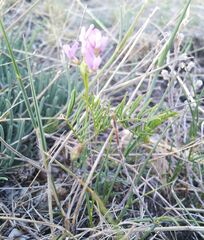 Astragalus versicolor