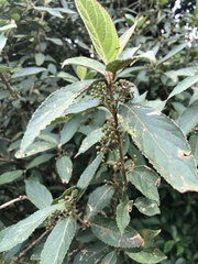 Callicarpa tikusikensis