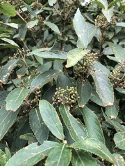 Callicarpa tikusikensis
