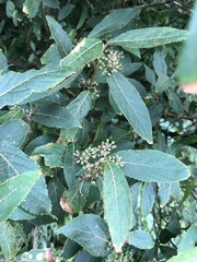 Callicarpa tikusikensis