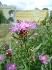 Centaurea jacea