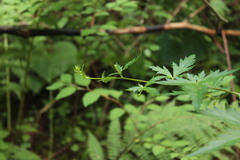 Aconitum degenii