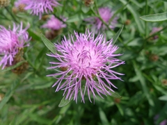 Centaurea jacea