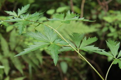 Aconitum degenii