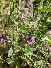 Medicago sativa