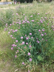 Centaurea jacea