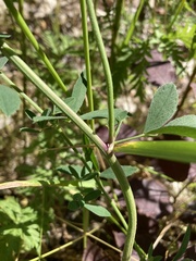 Medicago sativa