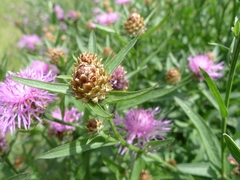 Centaurea jacea