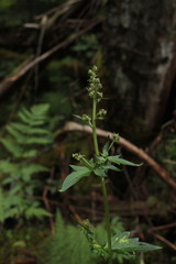 Aconitum lasiostomum