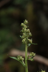 Aconitum lasiostomum