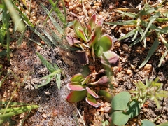 Crassula fallax