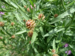 Centaurea jacea