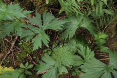 Aconitum lasiostomum