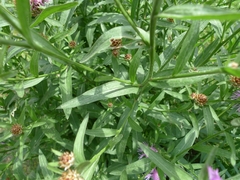 Centaurea jacea