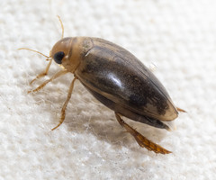 Laccophilus proximus