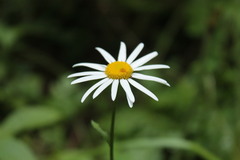 Leucanthemum rotundifolium