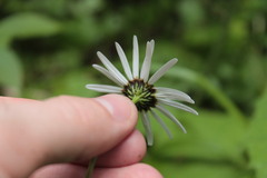 Leucanthemum rotundifolium