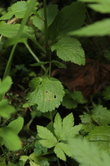 Leucanthemum rotundifolium