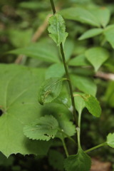 Leucanthemum rotundifolium