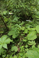 Leucanthemum rotundifolium