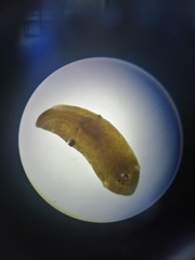 Planariidae
