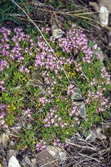 Thymus pavlovii