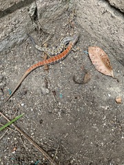Elgaria multicarinata webbii