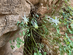 Aquilegia micrantha