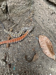 Elgaria multicarinata webbii