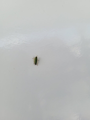 Graphocephala atropunctata