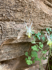 Aquilegia micrantha