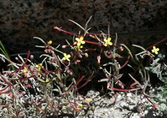Camissonia pusilla