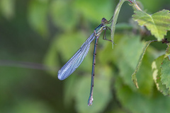 Chalcolestes viridis