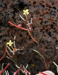 Camissonia pusilla