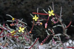 Camissonia pusilla
