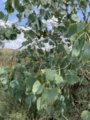 Populus euphratica