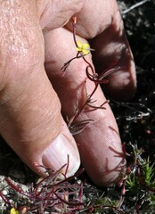 Camissonia pusilla